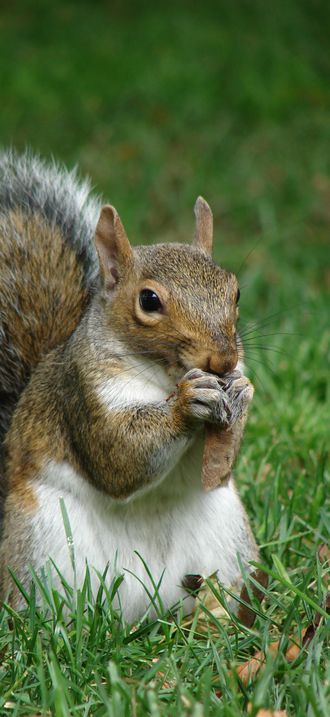 Gray squirrel (Sciurus carolinensis) in Boston Public Garden September 2010