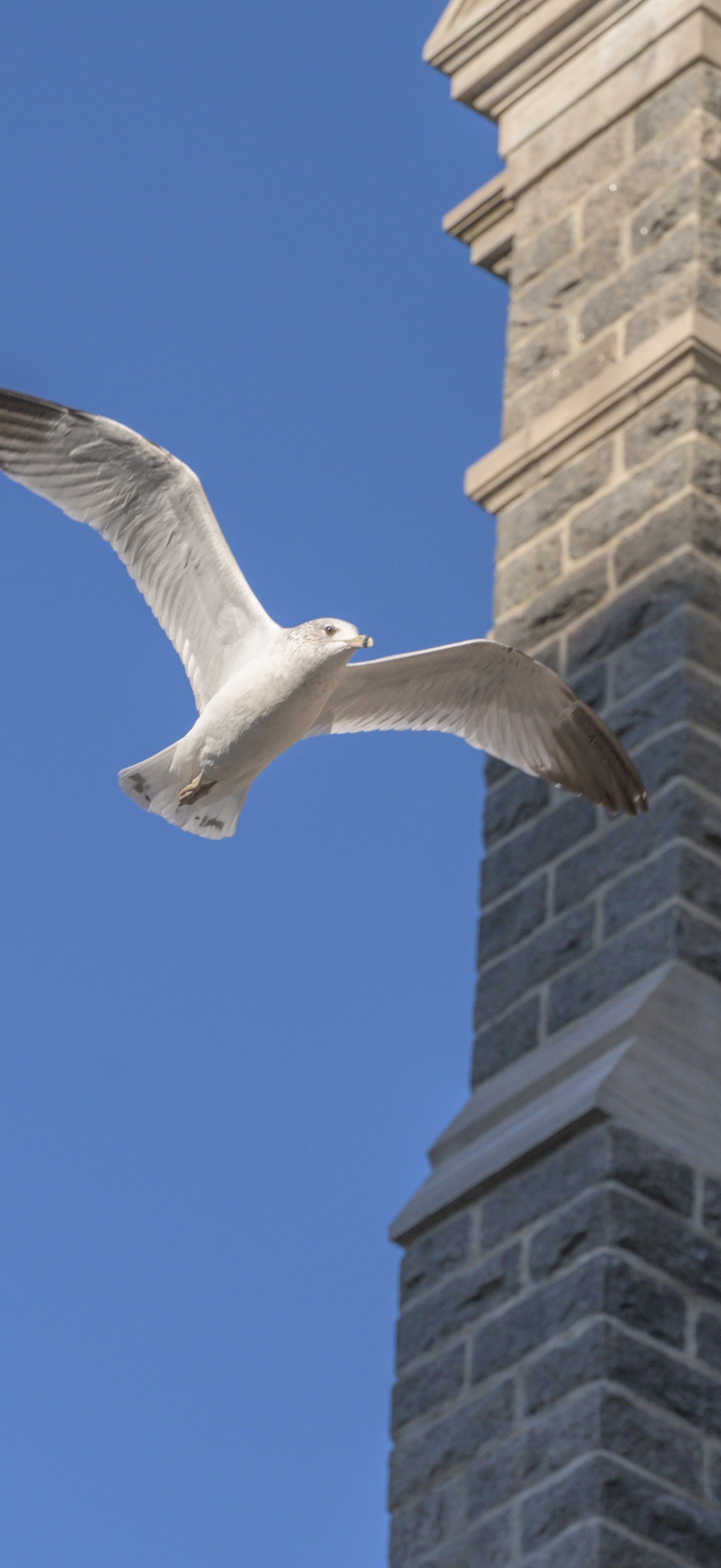 Ring-billed gull in flight by a stone pier, Quebec City