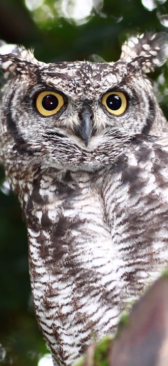 SpottedEagleOwl2533MG1
