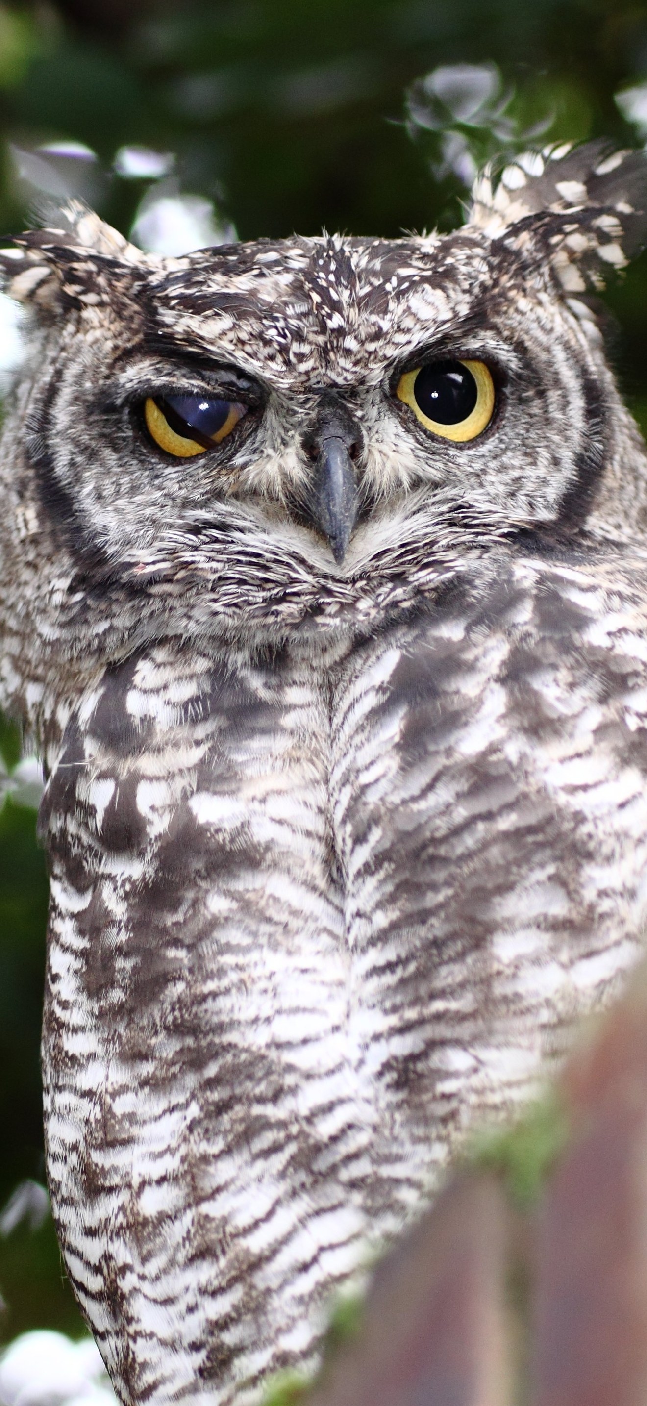 SpottedEagleOwl2539MGEyeLid