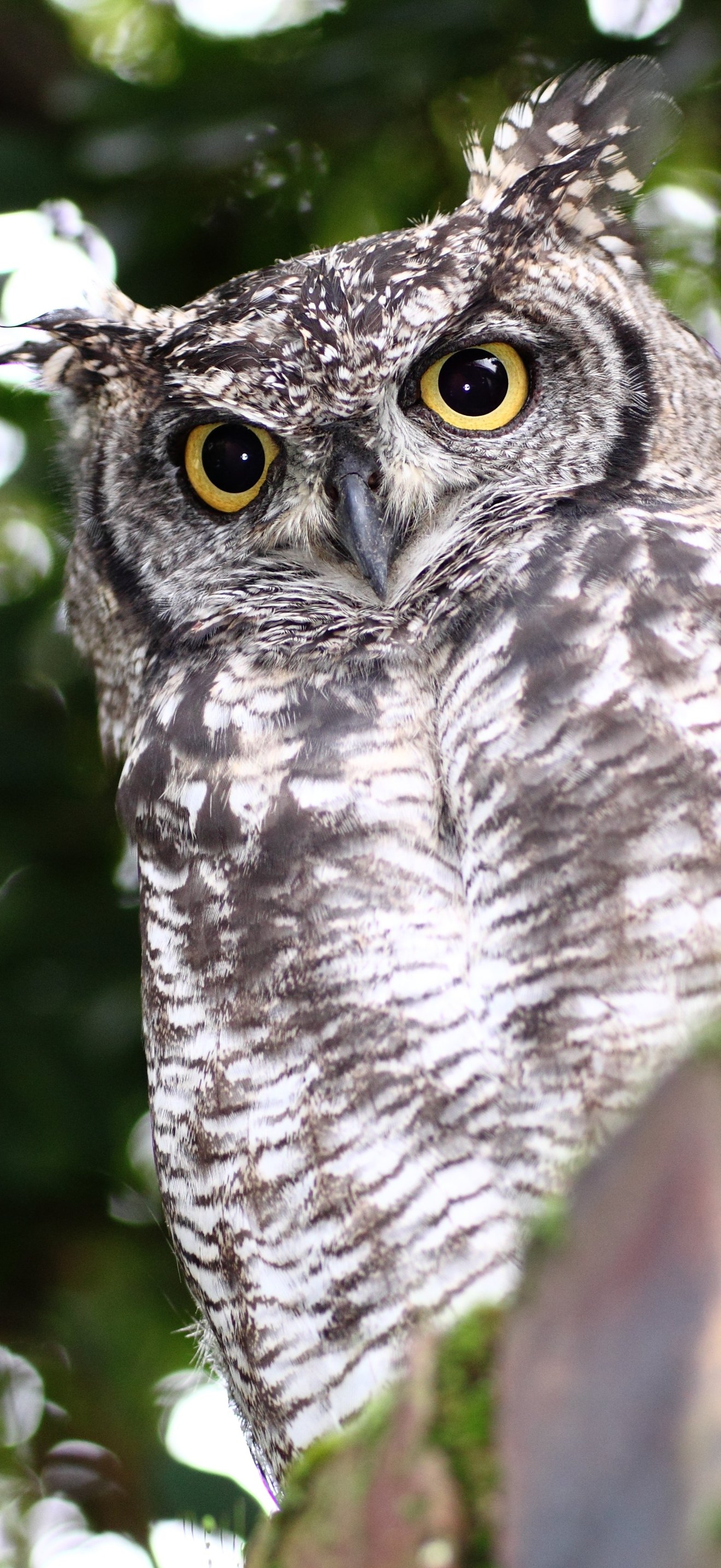 SpottedEagleOwl2546MG2