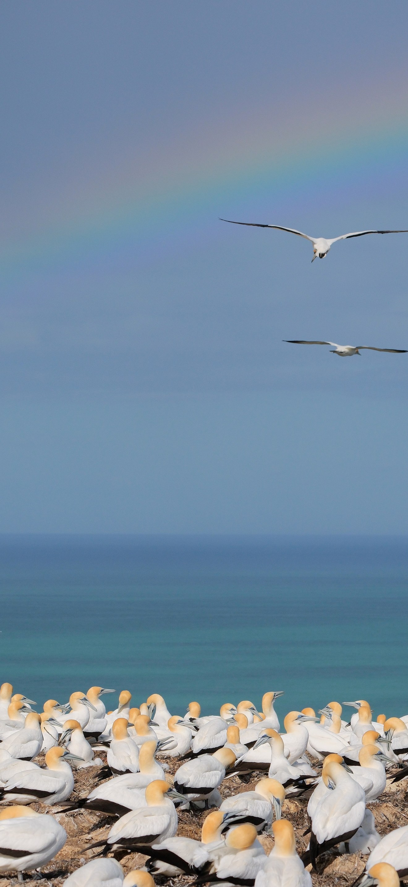 Main gannet colony on plateau with rainbow
