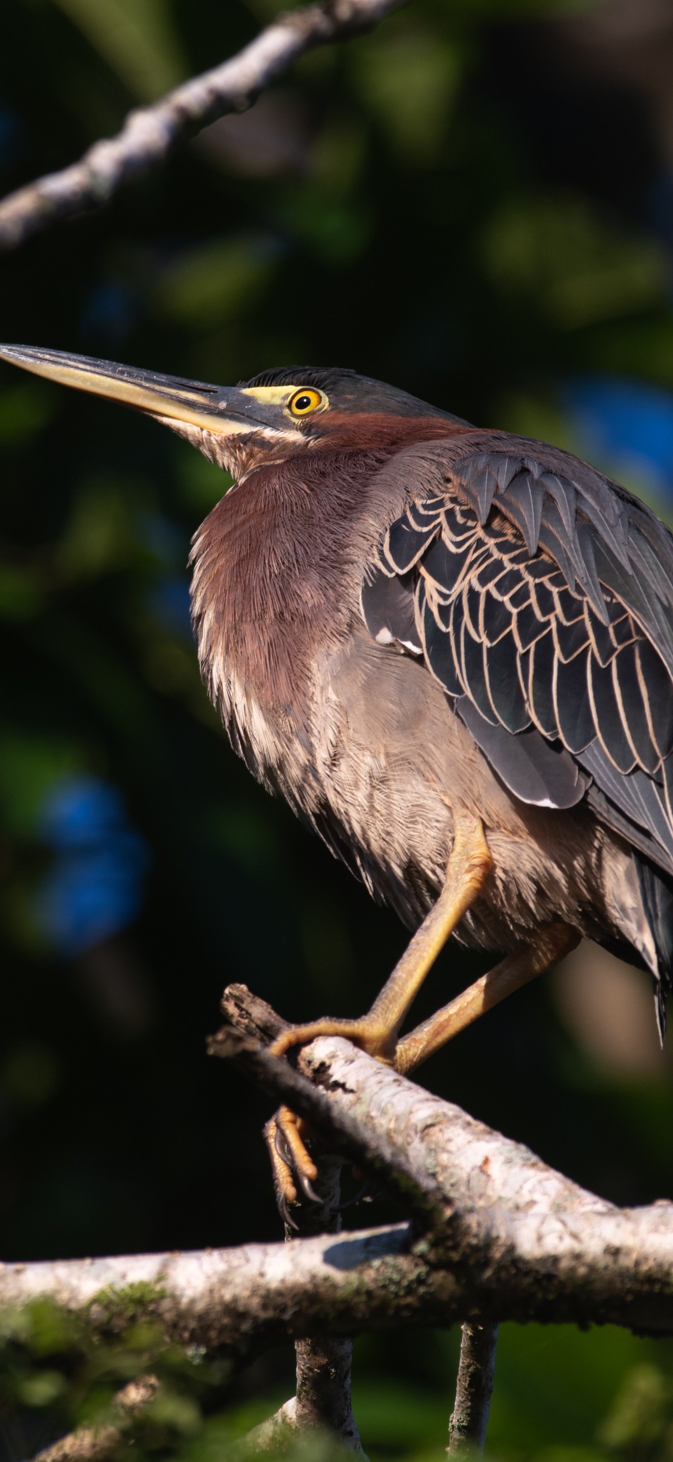 Green Heron (Butorides virescens), Costa Rica
