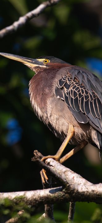 Green Heron (Butorides virescens), Costa Rica