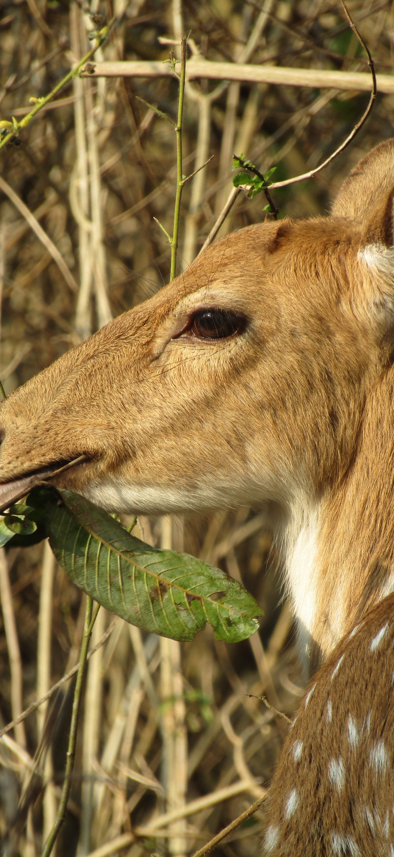 Spotted Deer at Rajaji National Park & Tiger Reserve, Uttarakhand