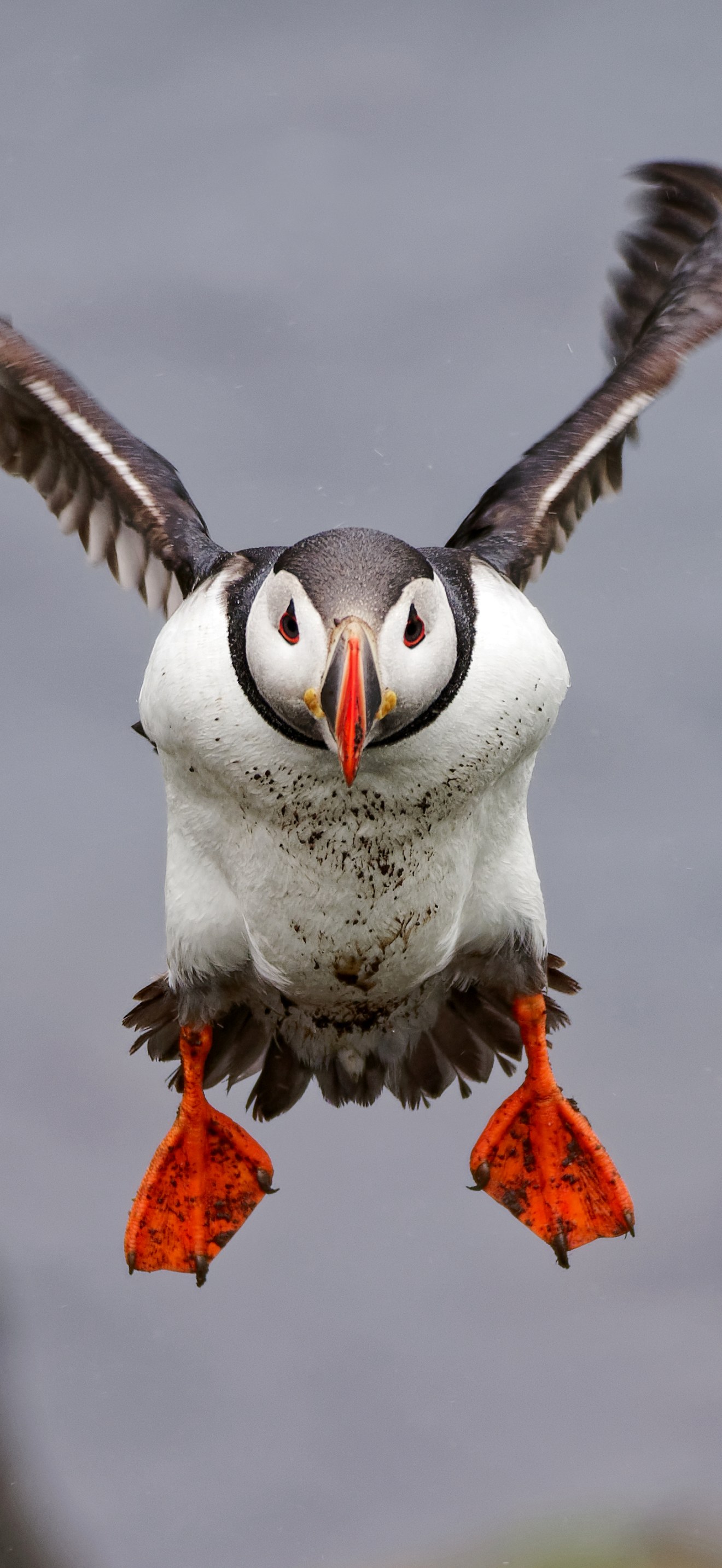 Fratercula arctica in flight, Borgarfjörður eystri, Iceland