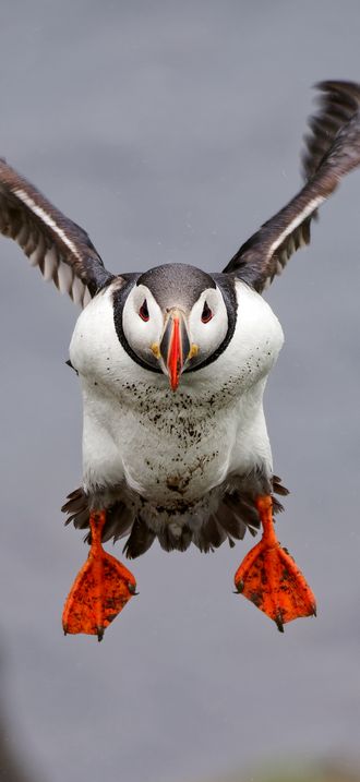 Fratercula arctica in flight, Borgarfjörður eystri, Iceland
