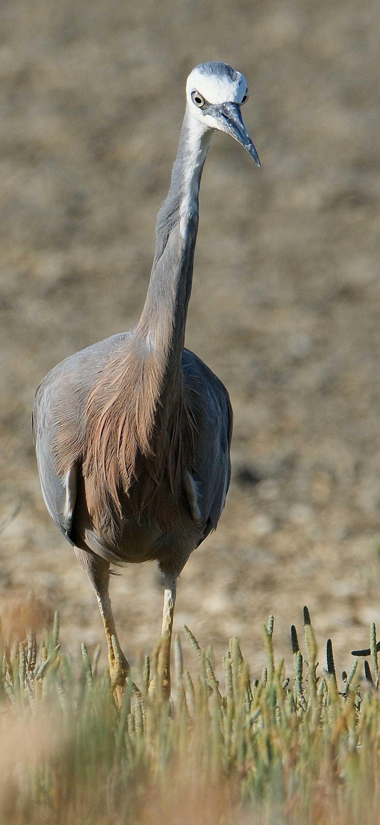 White-faced heron standing in pneumatophores, craning its neck