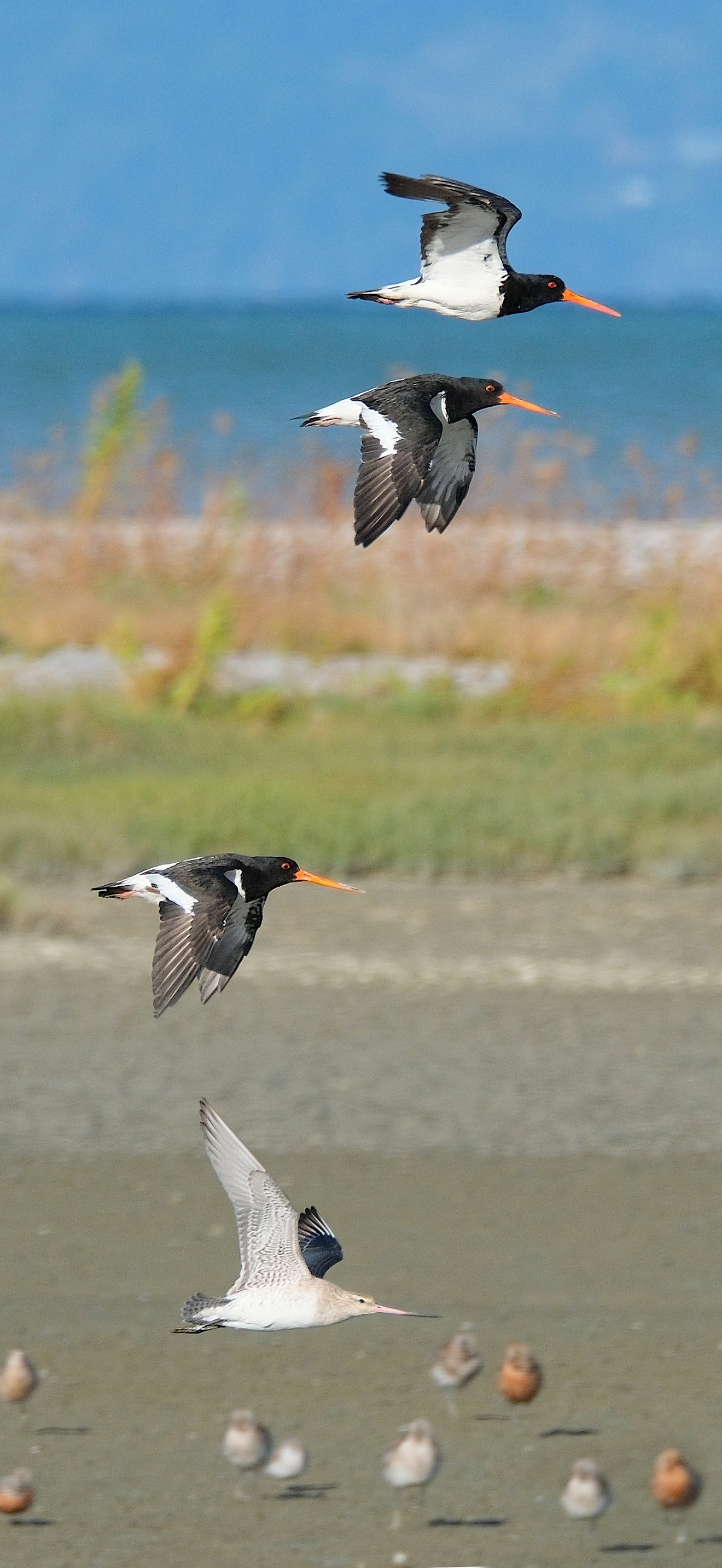 Three South Island pied oystercatchers and a bar-tailed godwit flying past