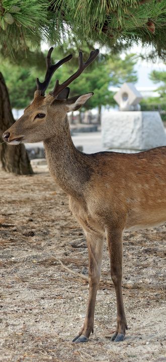 Sika Deer, Miyajima, Japan