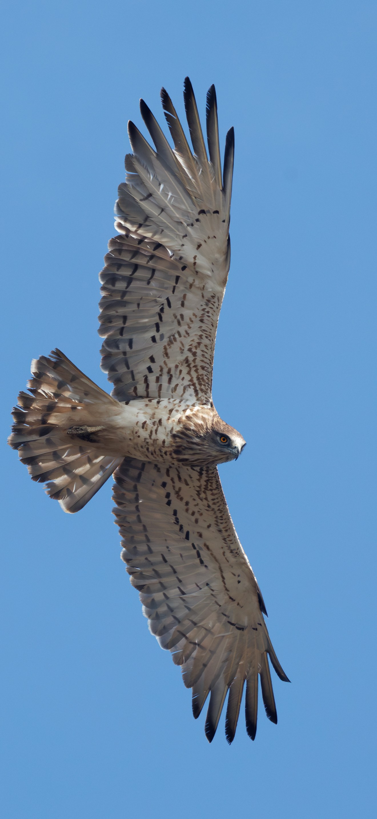 Short-toed snake eagle (Circaetus gallicus), Potokaki Wetland