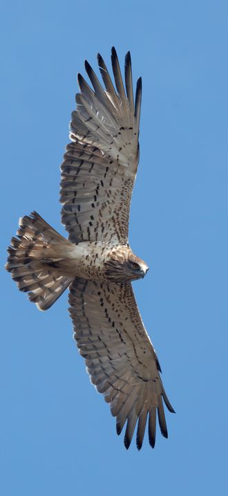 Short-toed snake eagle (Circaetus gallicus), Potokaki Wetland