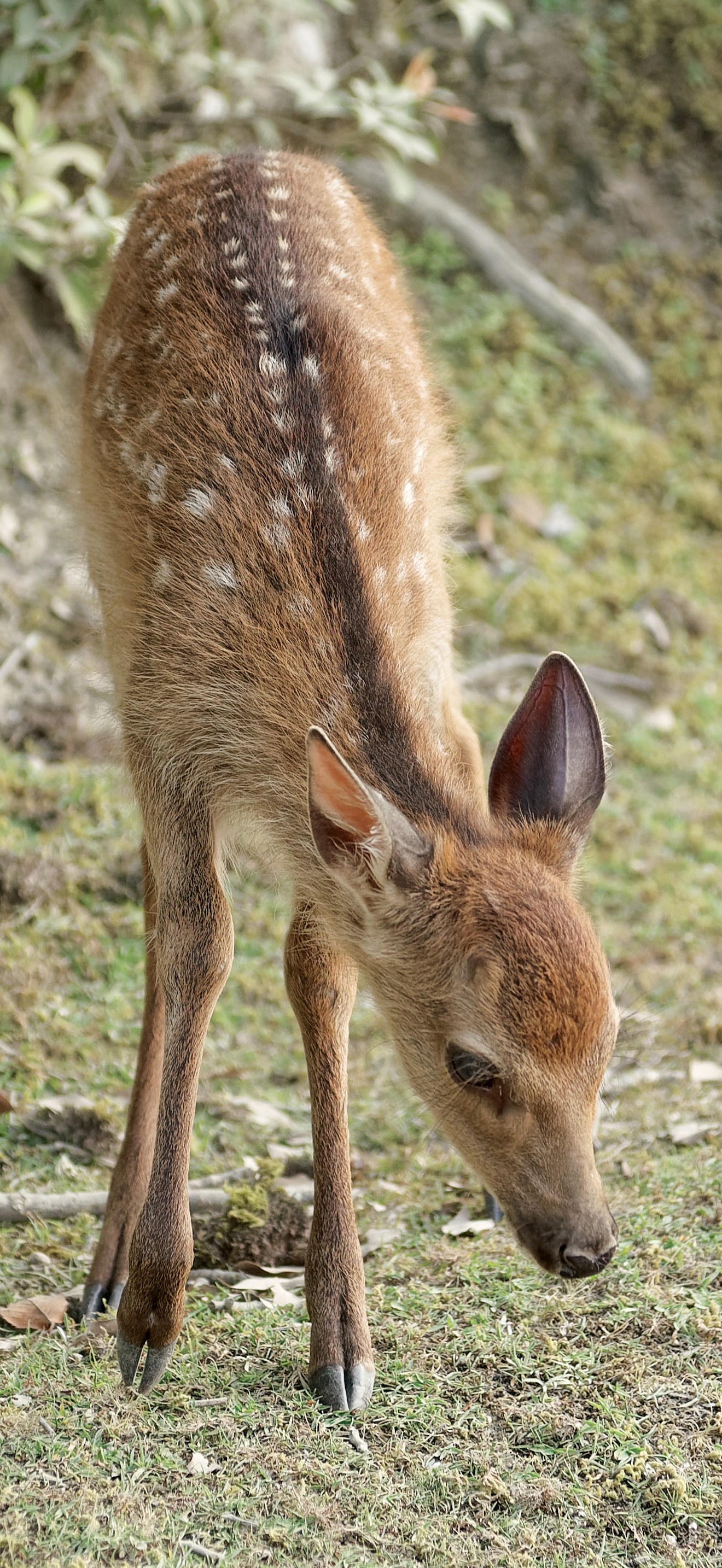 Sika deer on Miyajima island, Japan