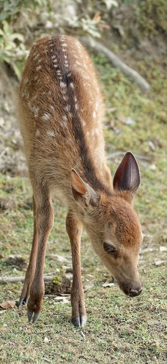 Sika deer on Miyajima island, Japan