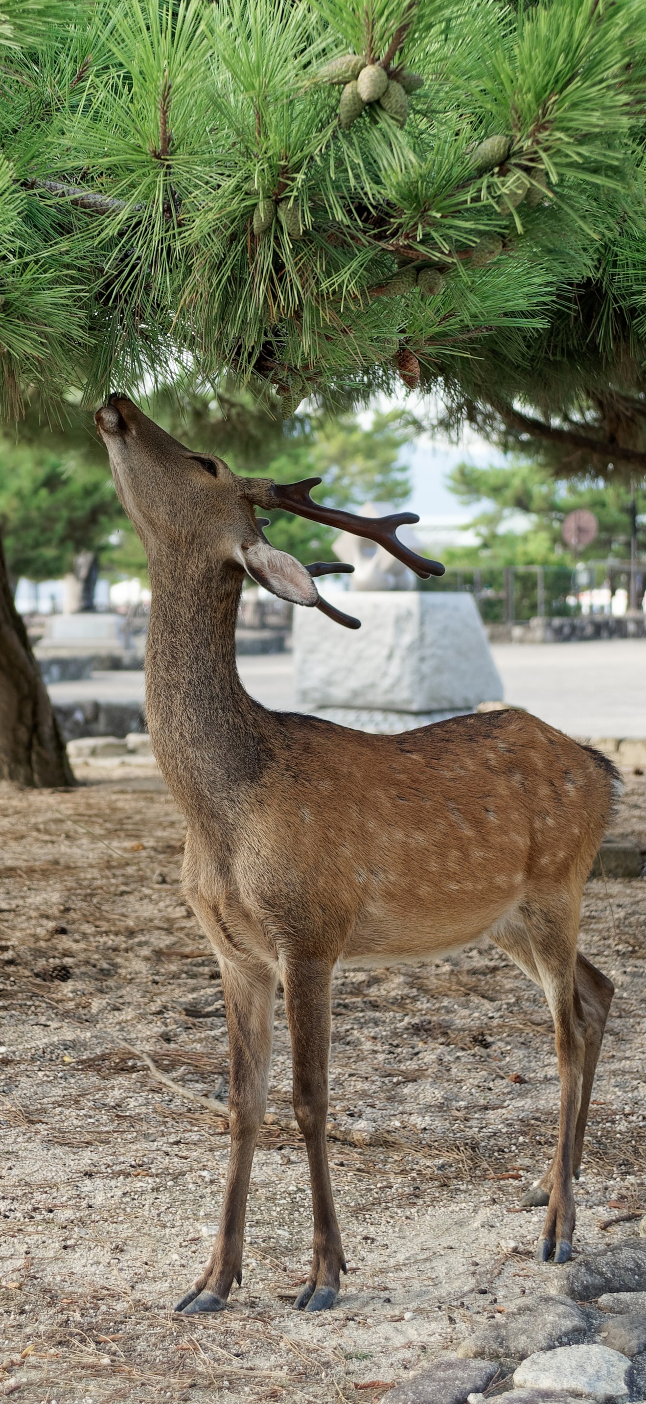 Sika deer on Miyajima island, Japan