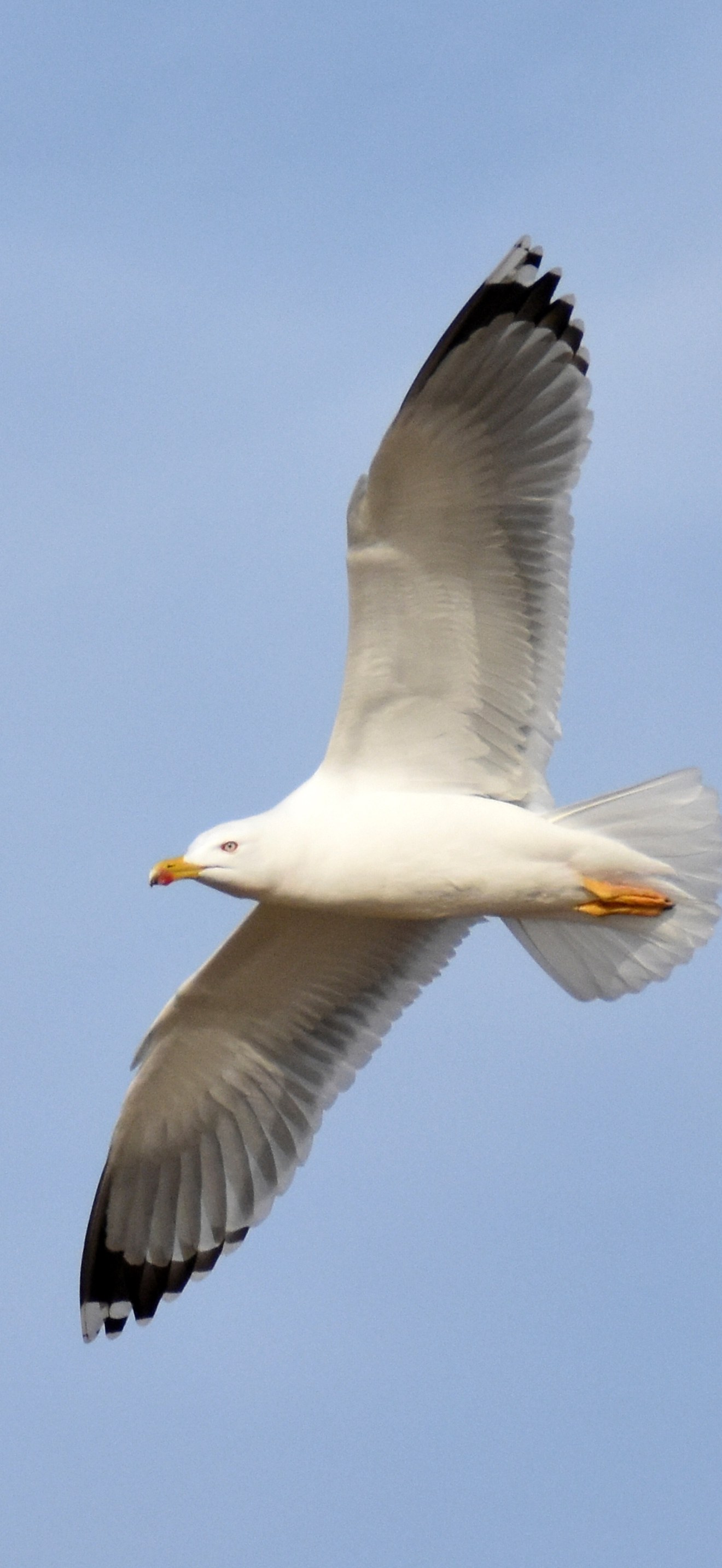 Yellow-legged Gull flying, Ibiza