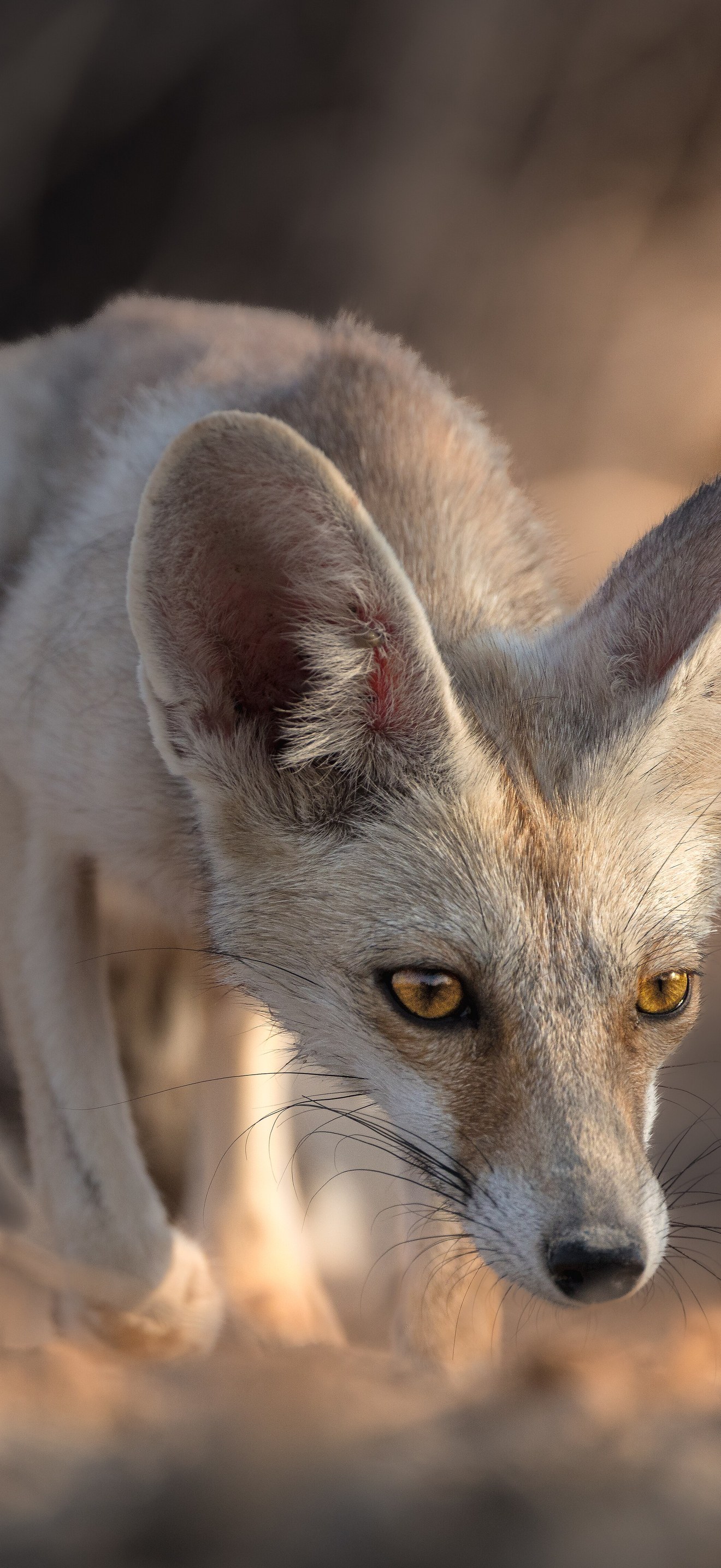 Arabian red fox in kuwait desert