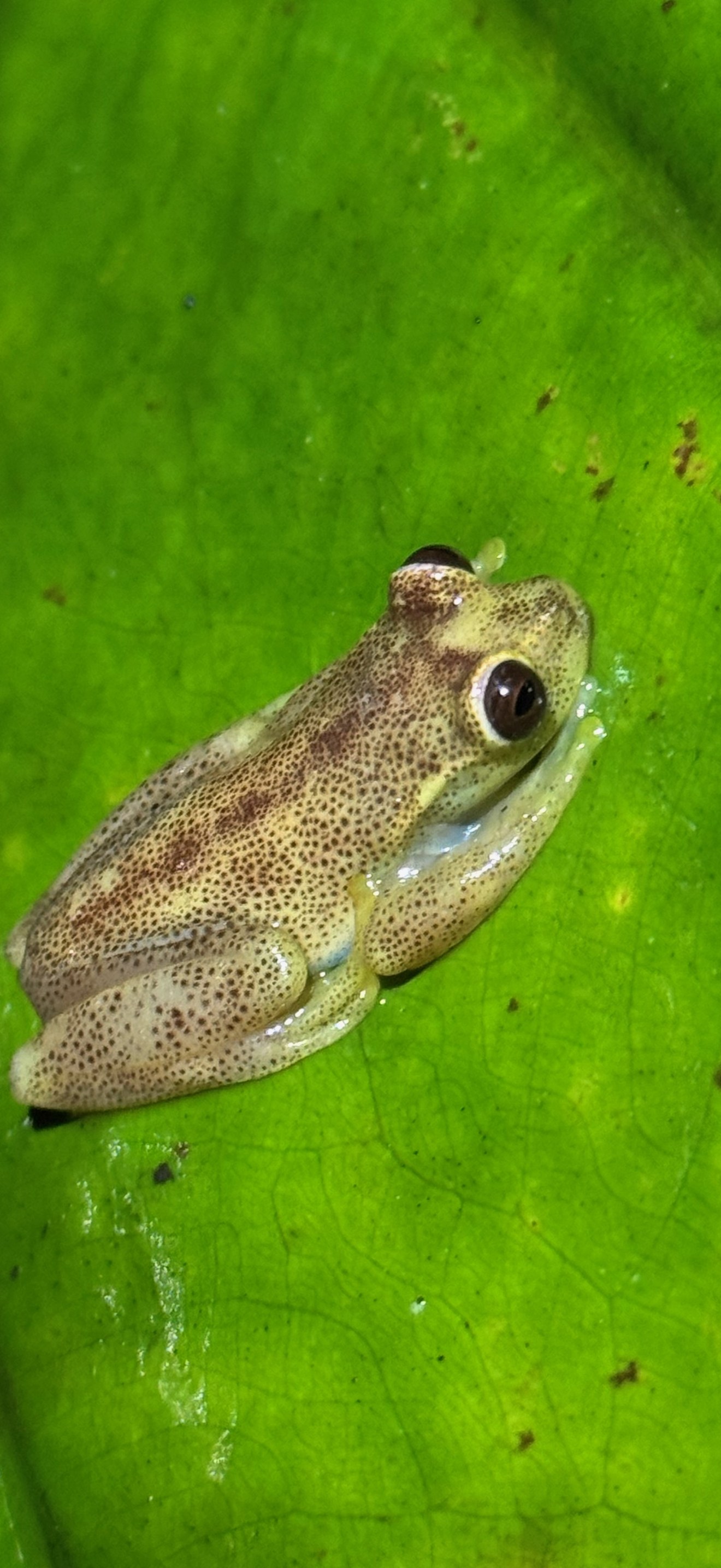 Mashpi stream tree frog