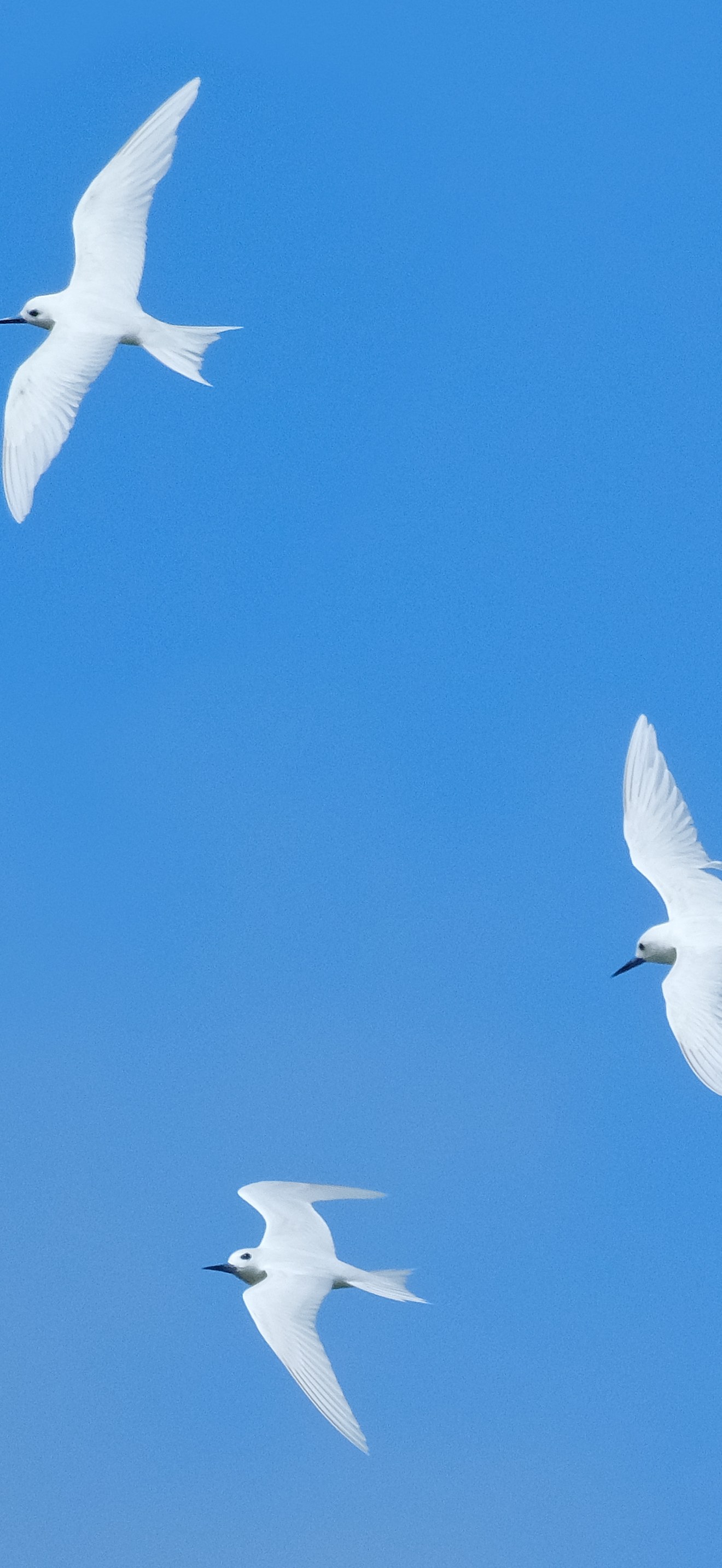 Three white terns flying against blue sky (Niue)