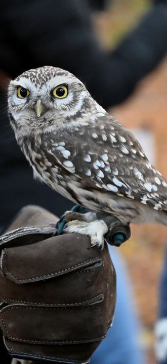 Little owl (Athene noctua) during guided walk with owls, Buggenhout, 2025