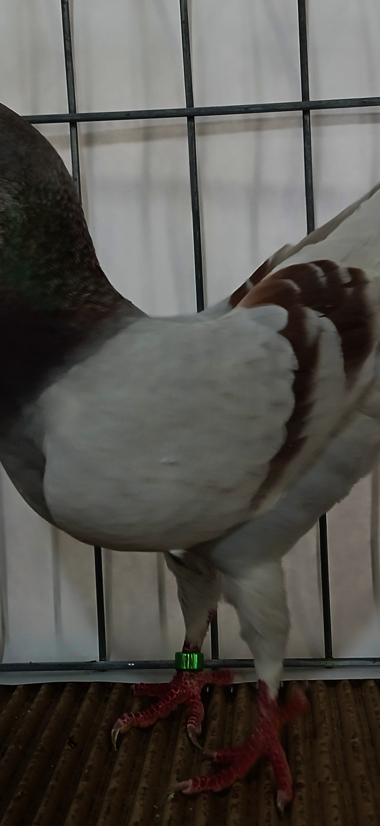 Italian Owl pigeon red bar NPA National 2026 01