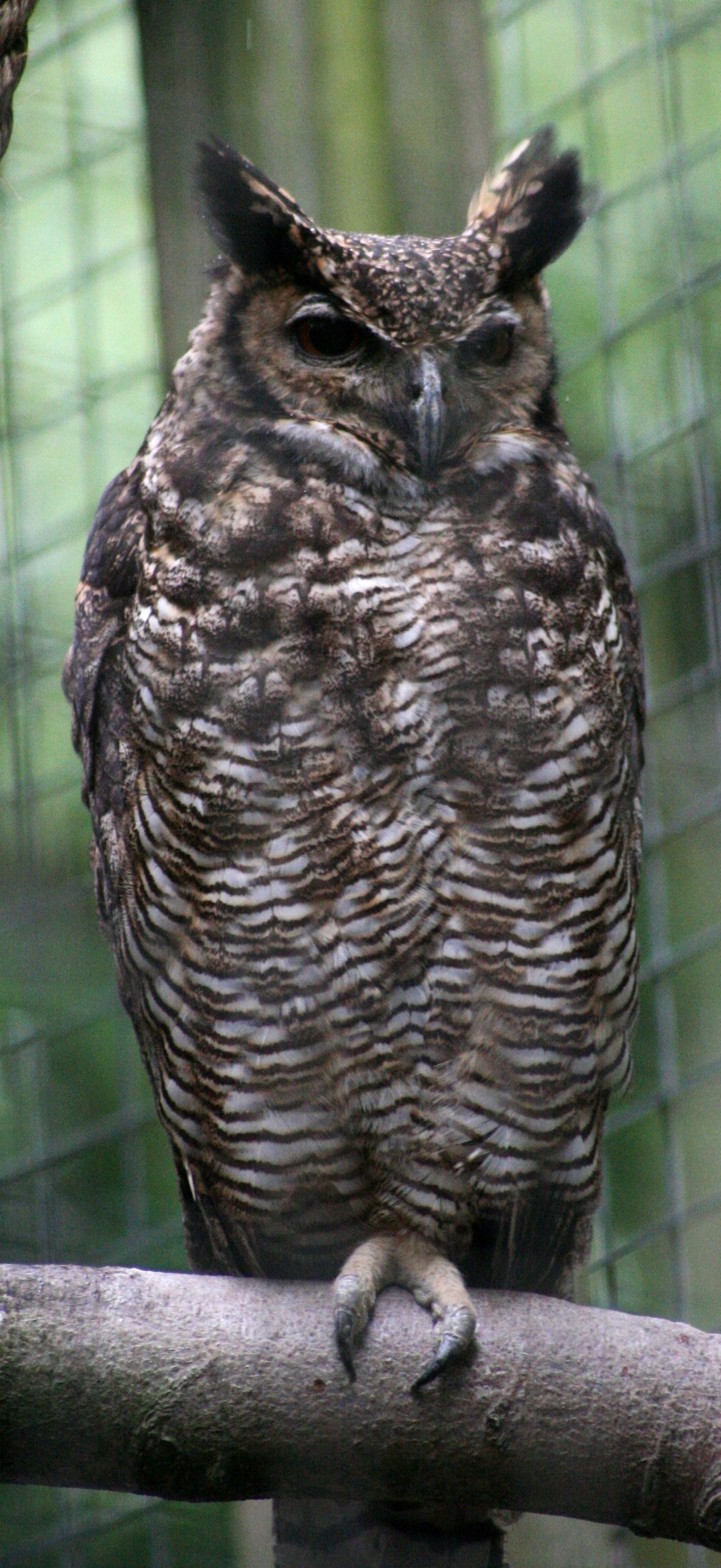 Bubo virginianus nacurutu - Otter, Owl, and Wildlife Park