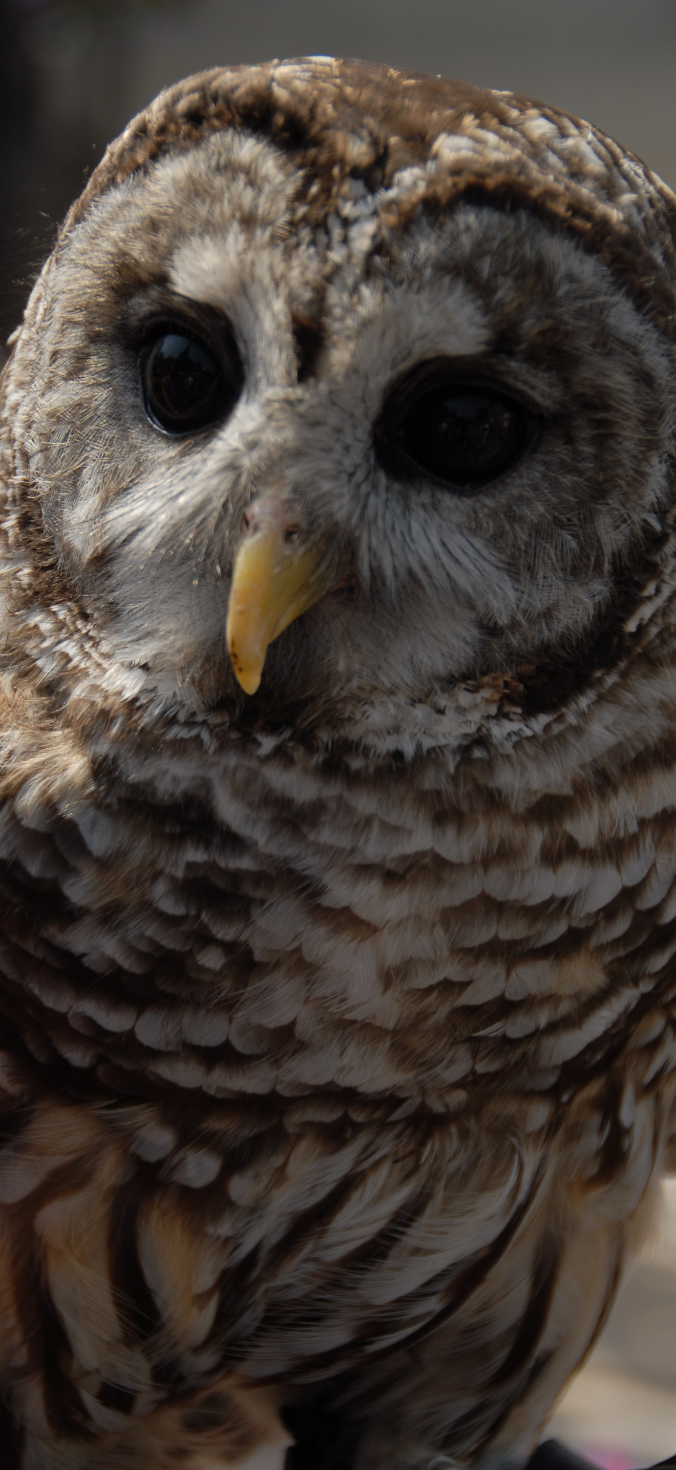 Hoot Owl