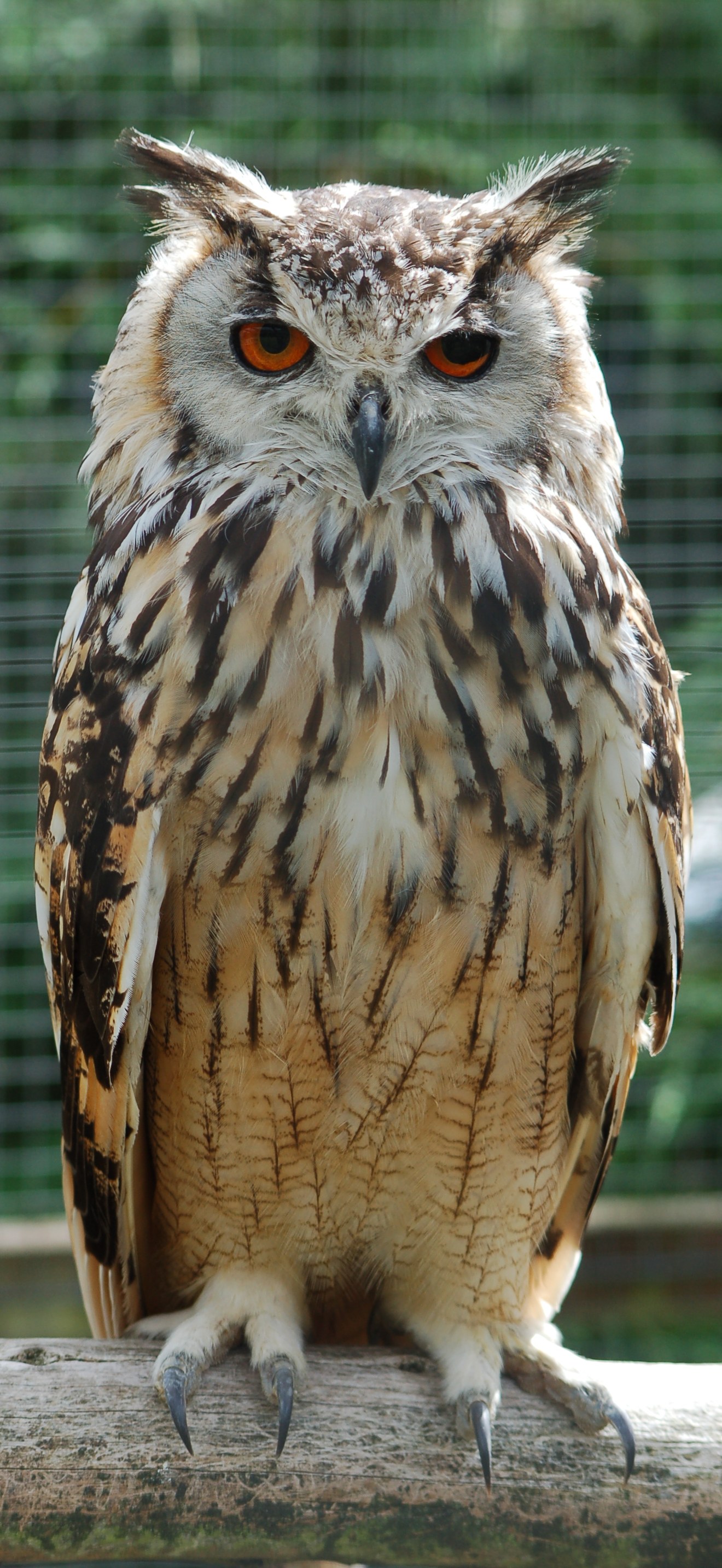 Bengalese Eagle Owl