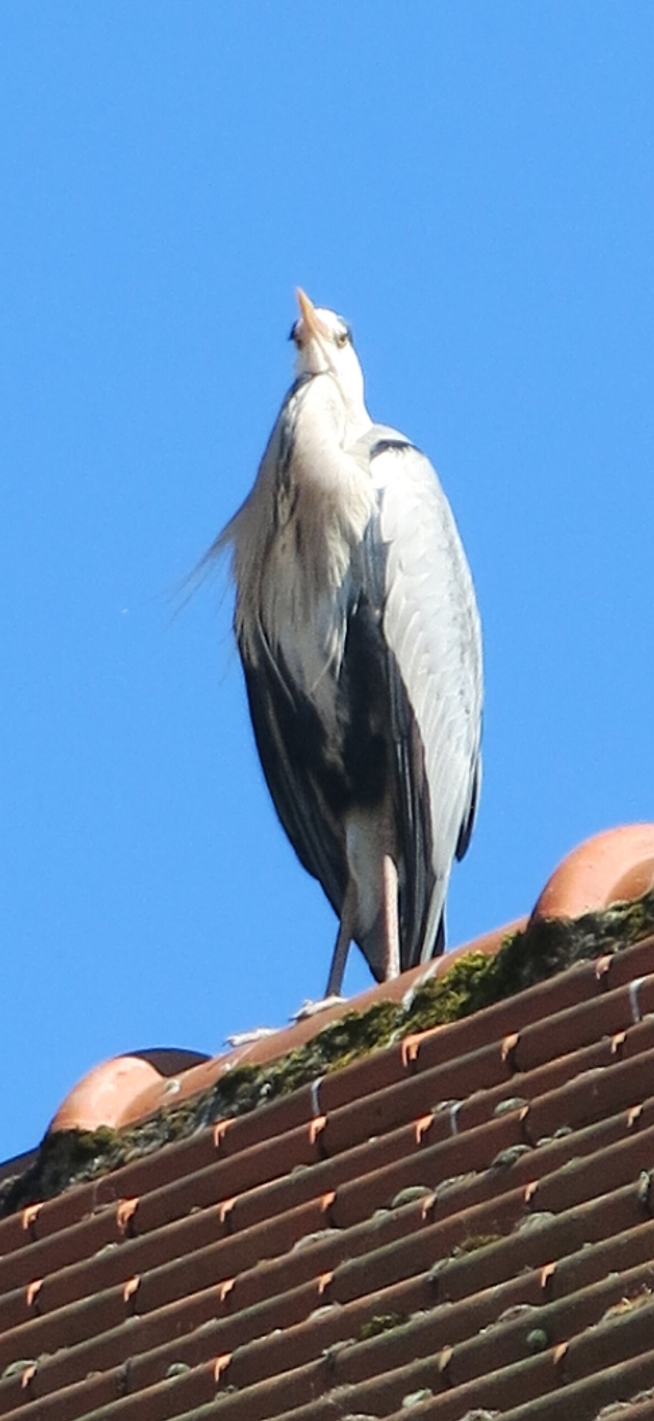 Herons à Rentilly sur un toit
