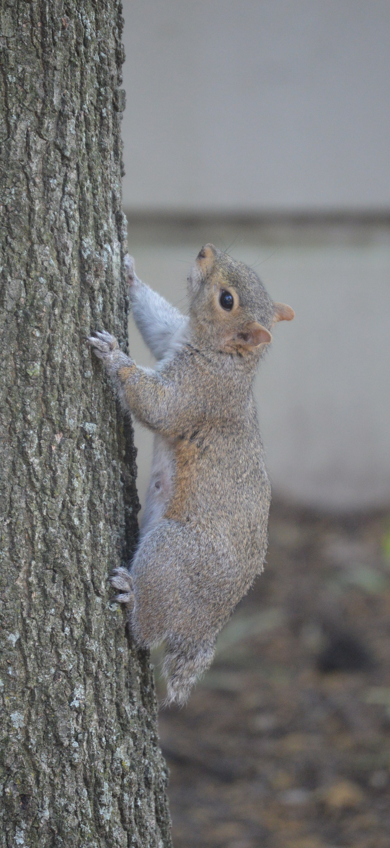 Tailless squirrel in Norfolk