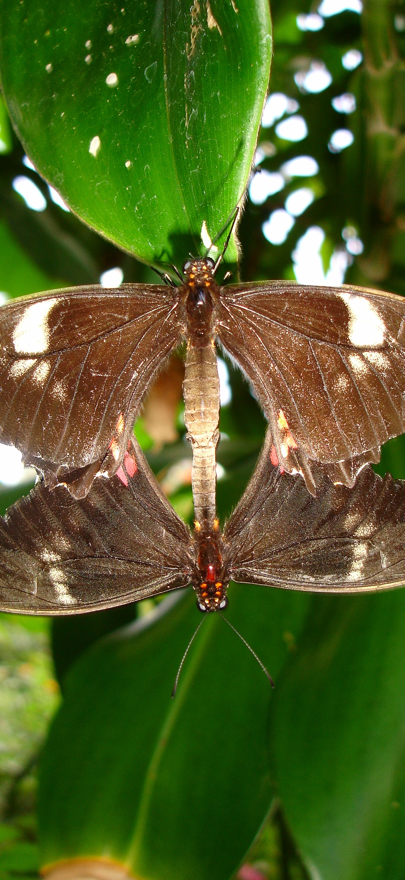 Mating butterflies