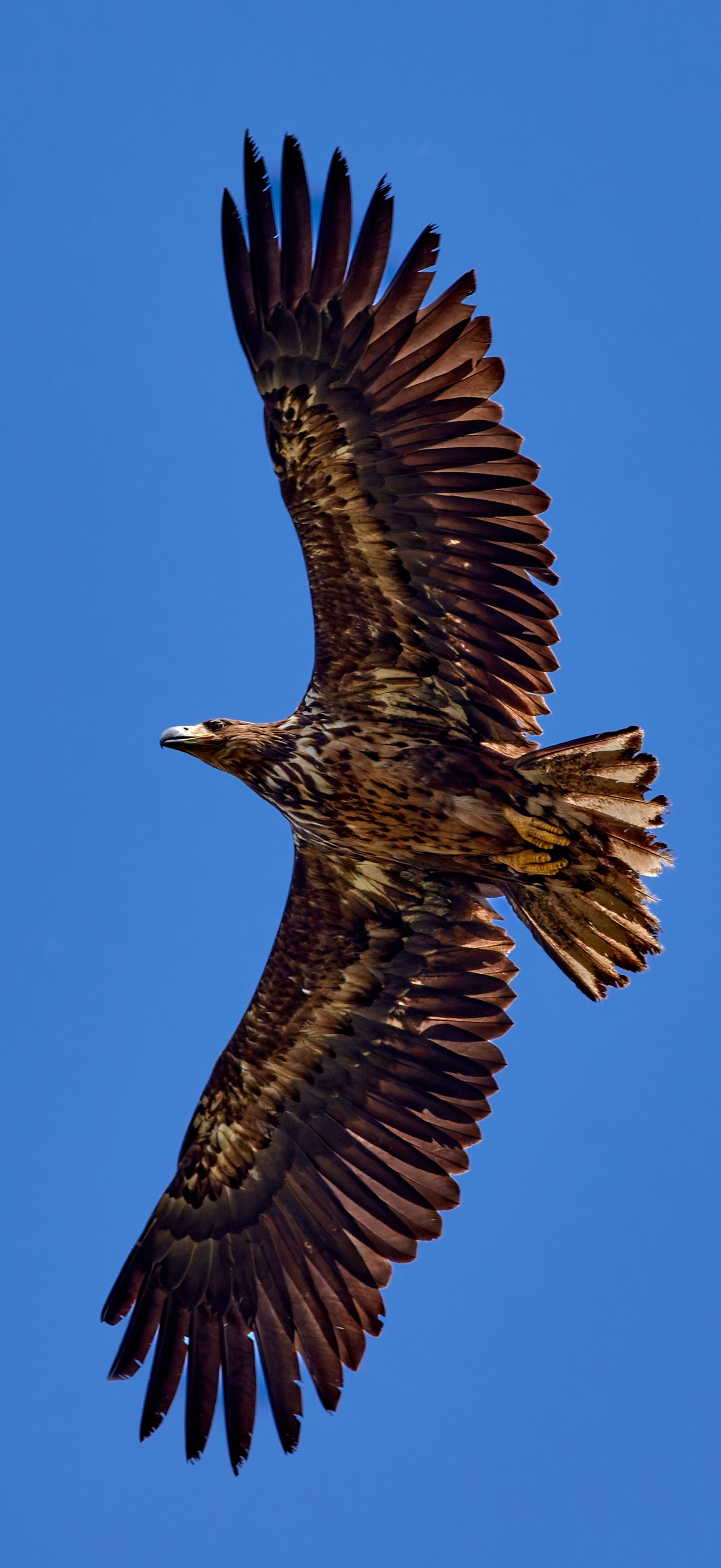 Juveniler Seeadler