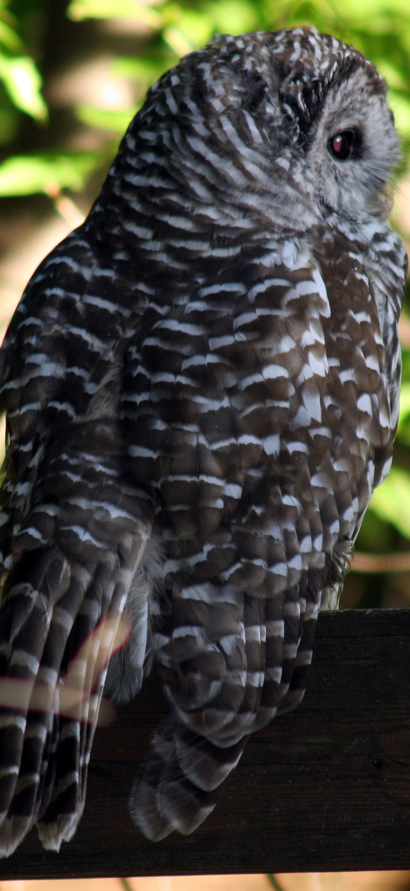 Barred-owl-full-size