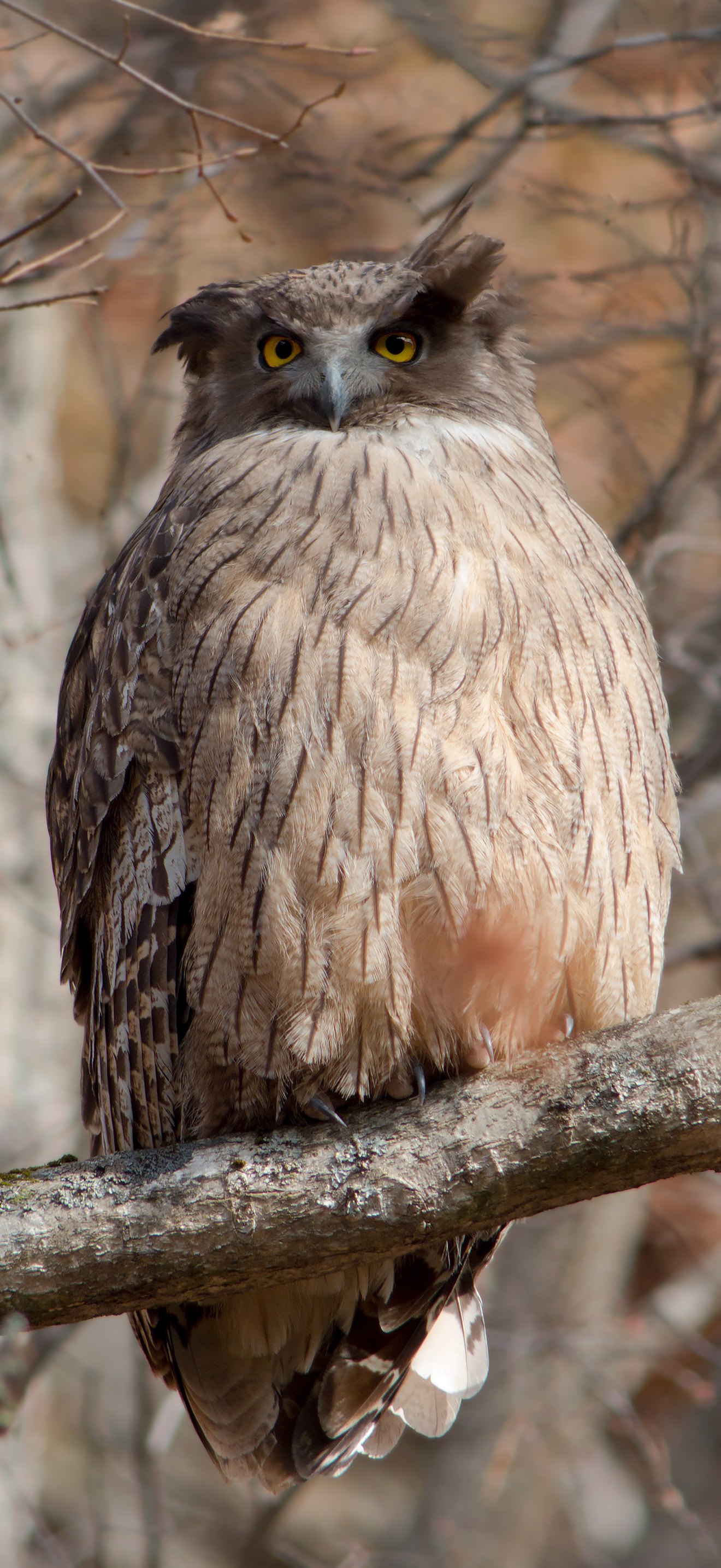 Bubo blakistoni