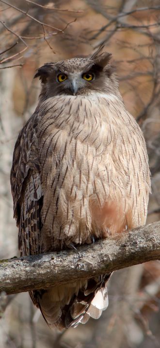 Bubo blakistoni