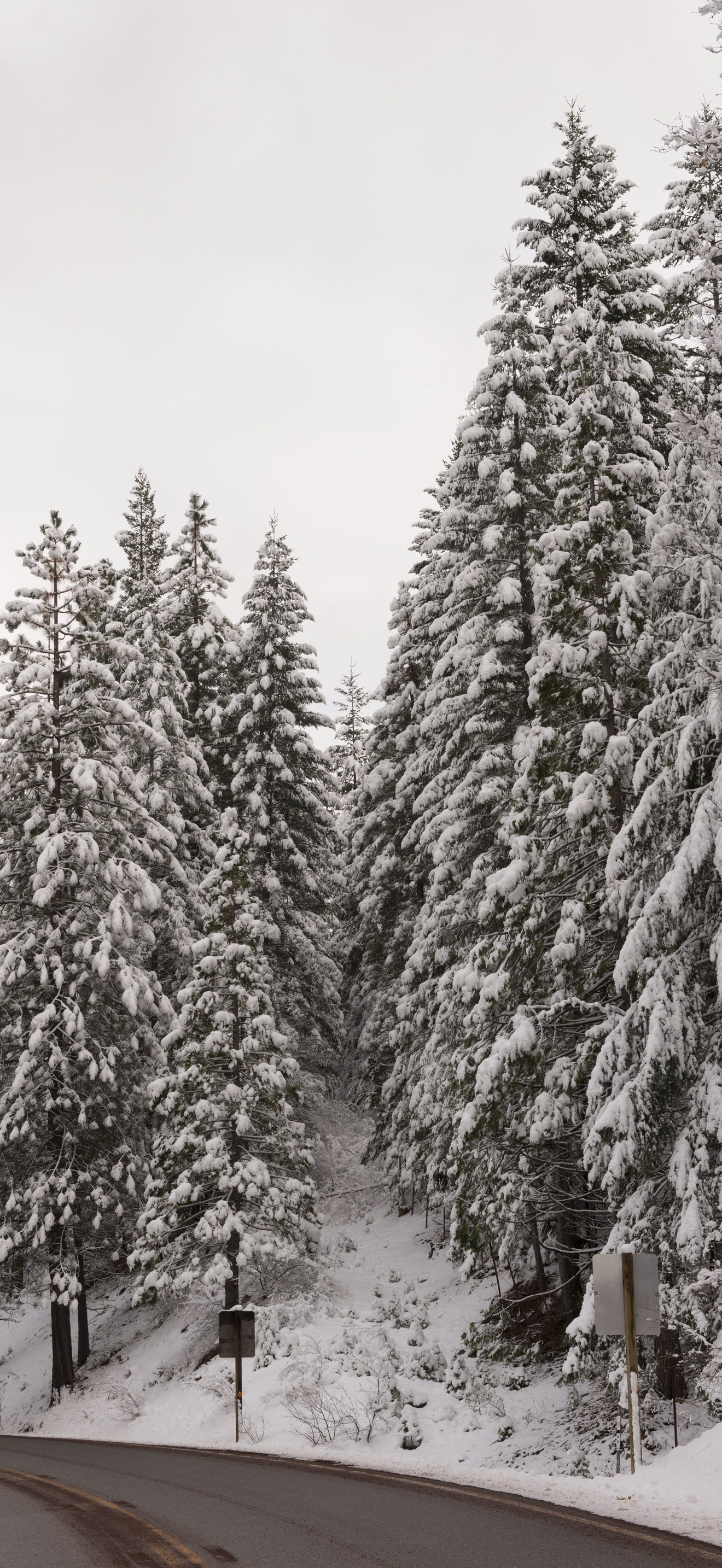 A living sno-globe scene and winter wonderland, created by a sudden mountain blizzard alon
