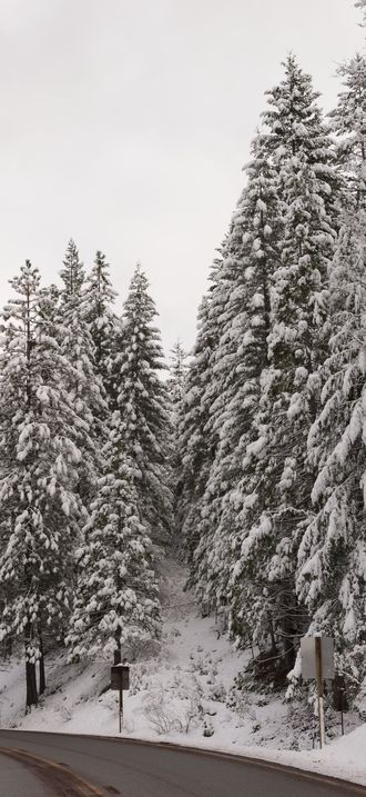 A living sno-globe scene and winter wonderland, created by a sudden mountain blizzard alon