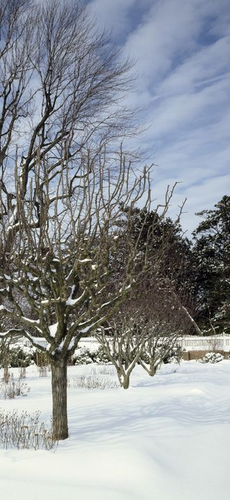Mount Vernon garden under snow, Mount Vernon, Virginia